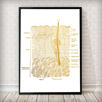 Altın Cilt Anatomisi Posteri Dermatolog duvar sanatı tuval yağlıboya Baskı Modern Doktor Hediye Hastane Ofis