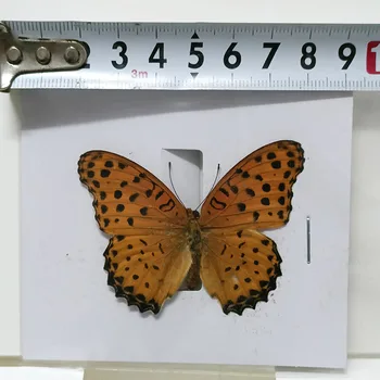 Gerçek Kelebek Örnekleri Böcek Fotoğraf Çerçevesi Üretim Ev Dekorasyon Duvar Oturma Odası Koleksiyonu için Sanat 33 Stilleri Mevcut