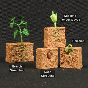Simülasyon Yeşil Fasulye Bitki Büyüme Döngüsü Modelleri Yaşam Döngüsü Heykelcik Aksiyon Figürleri Oyuncak Bilim Eğitim Öğretim Oyuncak Çocuklar İçin